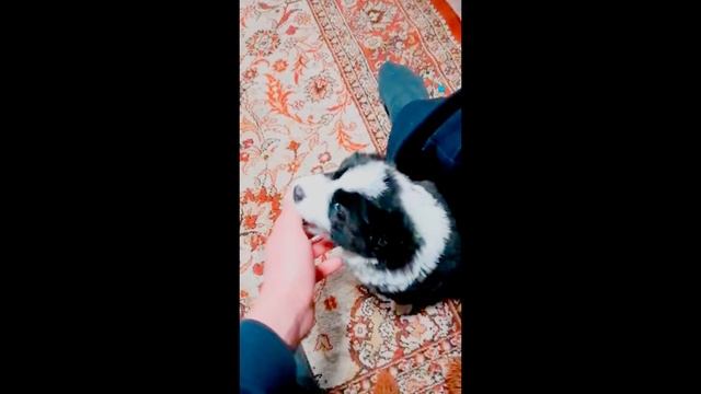 Алтай со своим папой смотреть онлайн