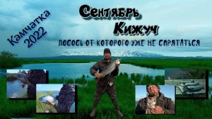 серебряный кижуч