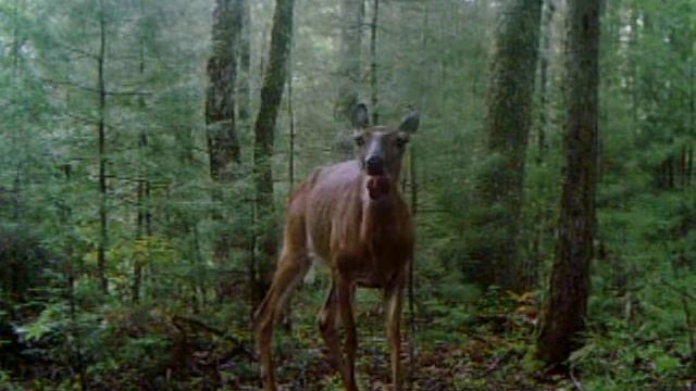 Old Hungry White Tail Doe Deer Eating Apples & Deer Cane смотреть онлайн