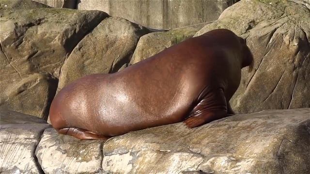 #seaanimals #seaanimalsforkids #learnanimalsforkindergarten #learnanimals #toddler #kindergarten