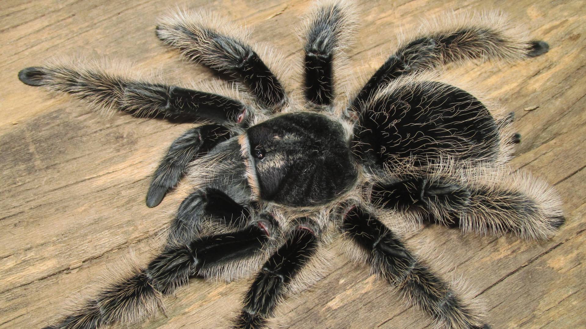 Паук-птицеед Brachypelma albopilosum Nicaragua (Брахипельма альбопилозум), кормление! смотреть онлайн