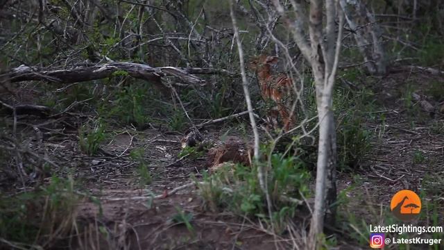 Baby Buck Headbutts Leopard Persistently To Try Escape смотреть онлайн