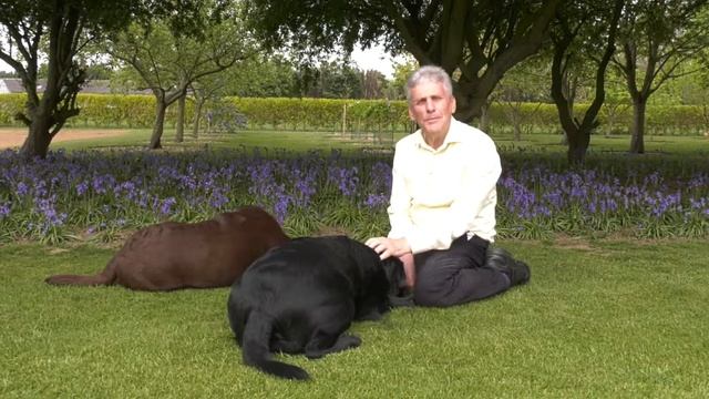 Introduction (Two Dogs) смотреть онлайн