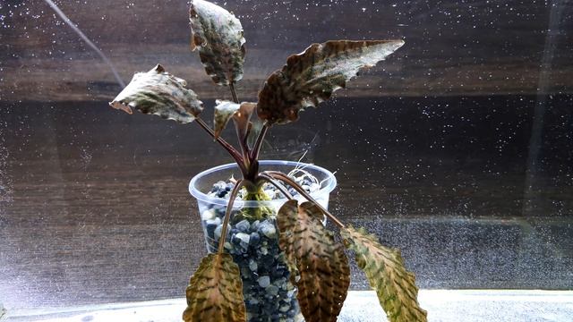 КРИПТОКОРИНА НУРИ РОЗЕН МЭЙДЕН. СОДЕРЖАНИЕ. Cryptocoryne nurii "ROSEN MAIDEN" смотреть онлайн