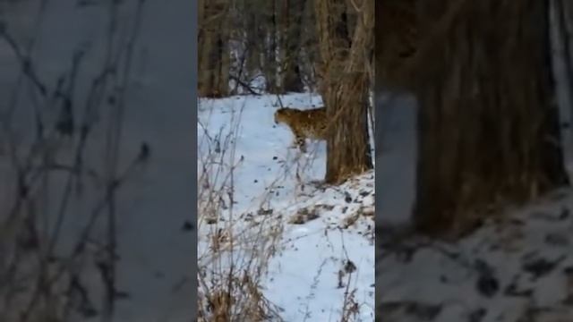 Леопард вышел к автолюбителям \ Leopard near the road смотреть онлайн