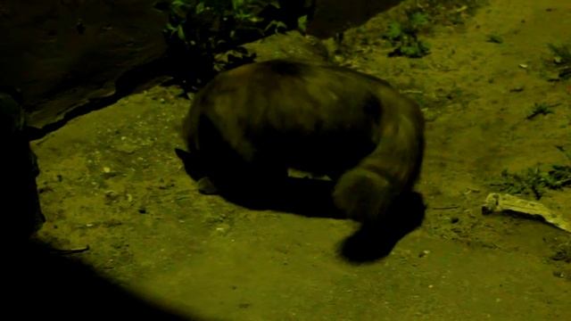 кошка Пуша ловит жуков.mov домашняя кошка Пуша смотреть онлайн