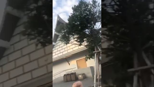 Я на солнышко гляжу #elvingrey смотреть онлайн