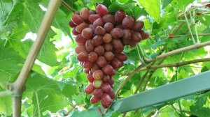 ГАР ГРИМ! И НЕЗАБУДКА!🍇🍇🍇.mp4 WhatsApp и Viber +79528500417.ТЕЛ.+79054033245.