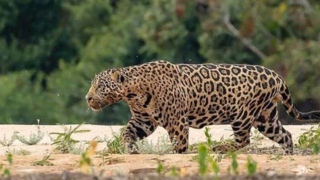 the jaguar, the biggest and strongest cat in the America's (read description if you want) смотреть онлайн