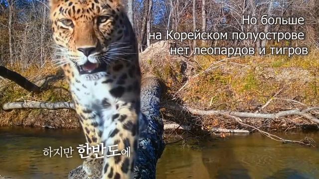 Земля леопарда и тигра - трейлер корейского фильма смотреть онлайн
