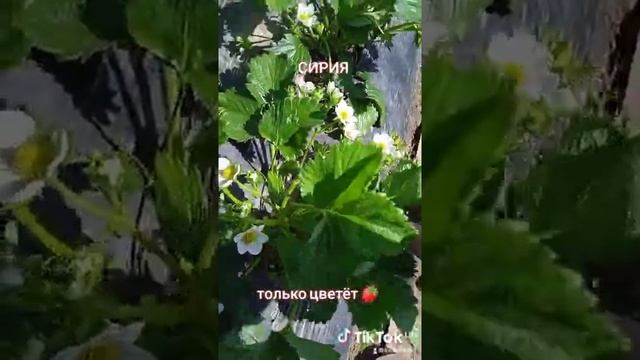 клубника Сирия скоро урожай #shorts Ранняя клубника. Всё о клубнике. Растим вместе. смотреть онлайн