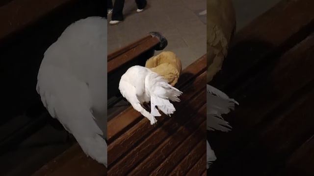 Голуби на Никольской смотреть онлайн