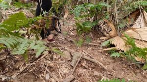 Harvest Palm Fruit & Gac Fruit Goes to the market sell goods | Ly Thi Tam