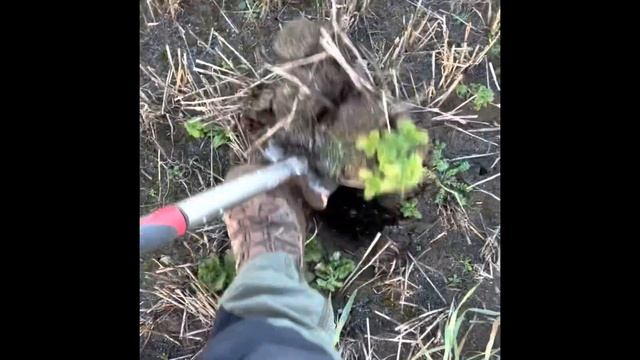 What I don’t like about the Minelab Manticore 😬 смотреть онлайн