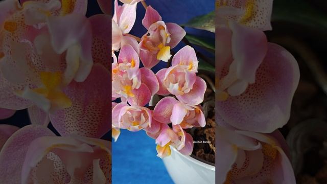 Phal. Oriental (Oranje) 🌸 Ароматная орхидея трилипс Парфюмерная фабрика Оранж снова цветет букетом смотреть онлайн