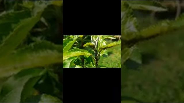 Red Mite on Apple leaves | when to Spray | How to control | I'm used kunoichi смотреть онлайн