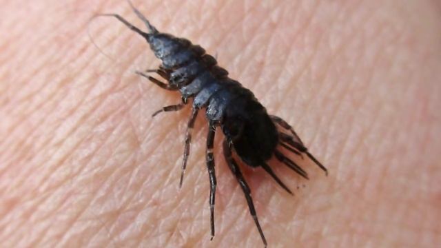 ЗАБЫТЫЙ ЖИВОЙ КОРМ. ВОДЯНОЙ ОСЛИК. Asellus aquaticus смотреть онлайн