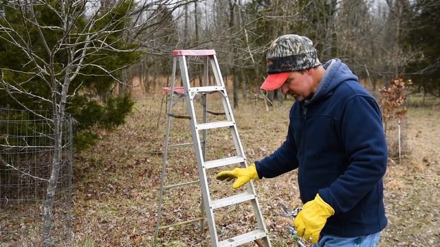 How To Prune Fruit Trees Step By Step смотреть онлайн