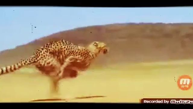 ПЕСНЯ ОТ ГЕПАРДА