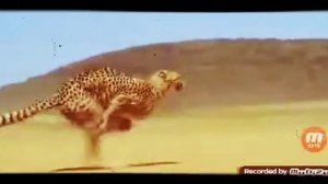 ПЕСНЯ ОТ ГЕПАРДА