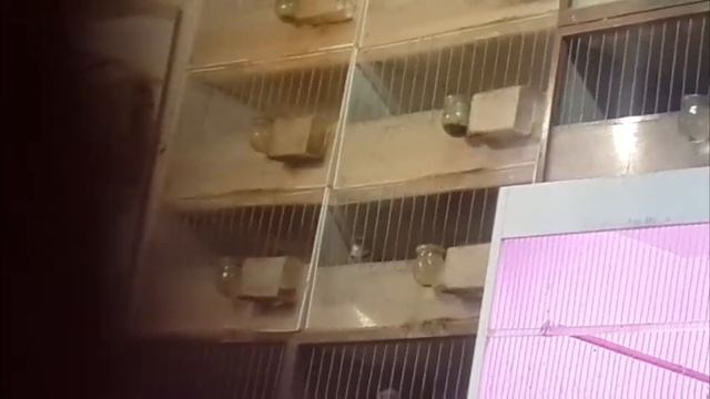 Видео друзей Песня джурбая смотреть онлайн