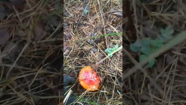 Мухомор и змея!) смотреть онлайн