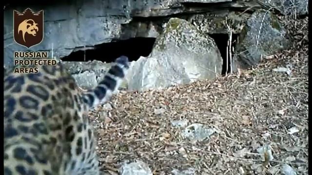 Кошки России/Cats of Russia смотреть онлайн