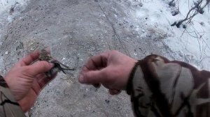 как правильно вынимать птицу из орнитологической сети