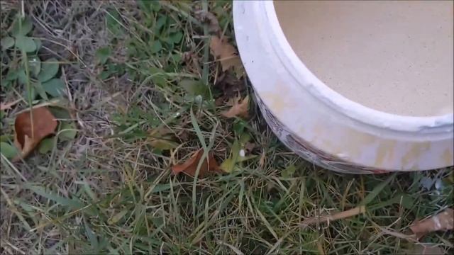 Deer, chewed bark off Apple Tree *FIX* смотреть онлайн