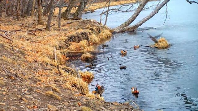 Мандаринки на "Земле леопарда" смотреть онлайн