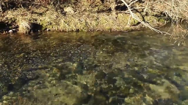 Кета на "Земле леопарда" \ Chum salmon on the "Land of the Leopard" смотреть онлайн
