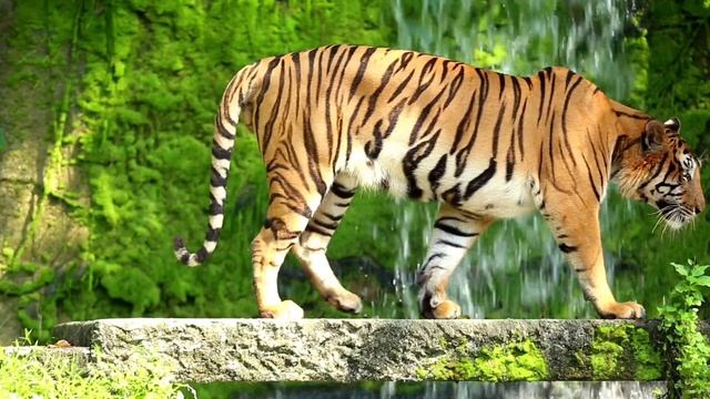 All Species Of Tiger facts - Sub Species Living Around the world in hindi 4k смотреть онлайн