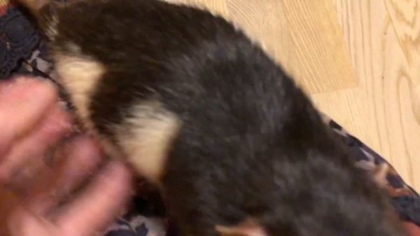 Крысы едят грушу