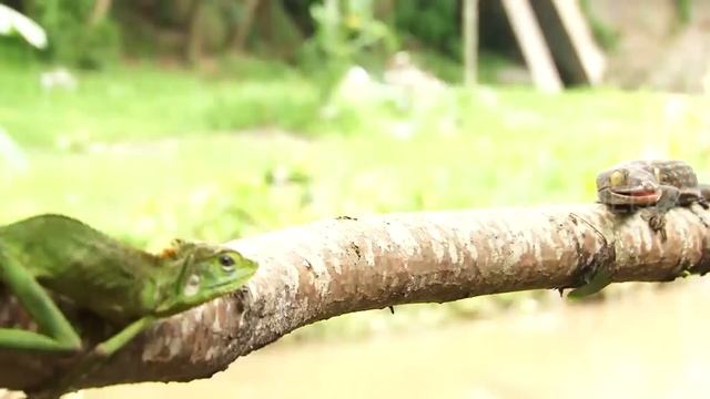 Tau Gak Sih Bunglon Akan Berubah Warna Kalau Strees! | SI OTAN (06/07/20) PART 4 смотреть онлайн