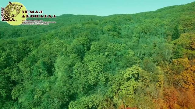 100 лет заповедной системе - Земля леопарда и Кедровая падь смотреть онлайн