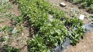 Сколько можно заработать на клубнике и сколько нужно в неё вложить? Хорошая бизнес идея для деревни.