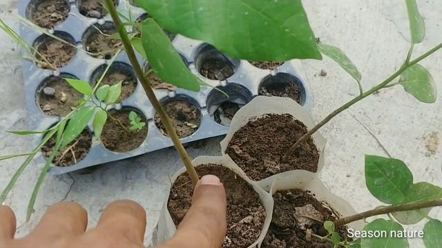 How to grow custard apple / sharifa plants from seed | सीताफल / शरीफा के पौधे को बीज से उगाएं смотреть онлайн