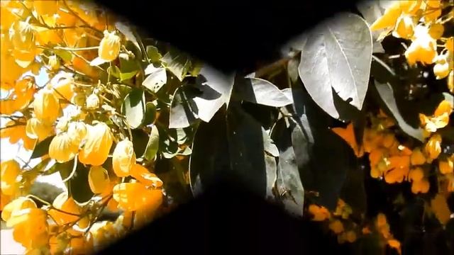 PAU-FAVA, ALELUIA - ( Senna macranthera ) смотреть онлайн