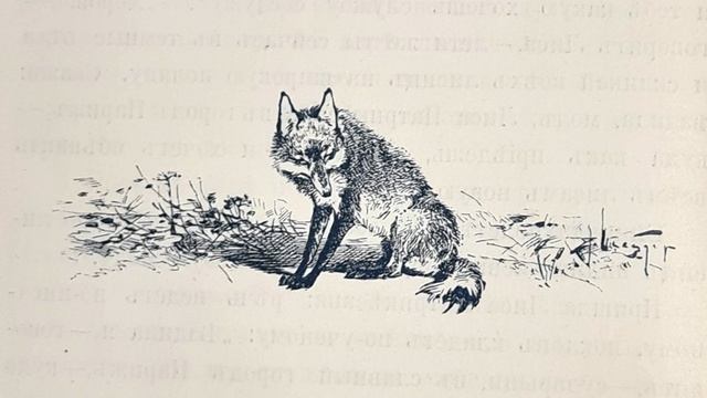 Русская народная сказка. «Про Лисицын хвост». смотреть онлайн