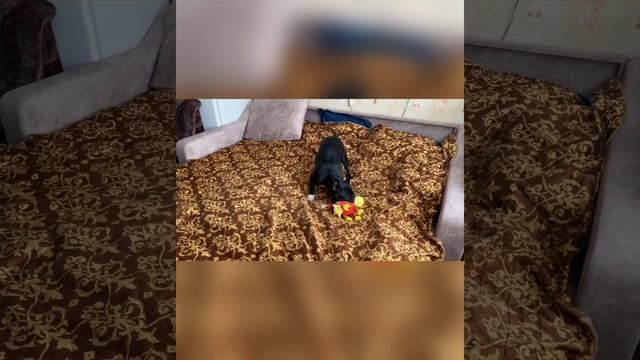 Бабка Гренни не хочет выгуливать щенка смотреть онлайн