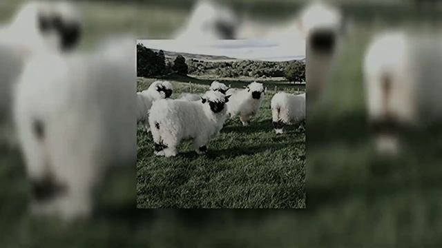Animals- Maroon 5 [speed Up]