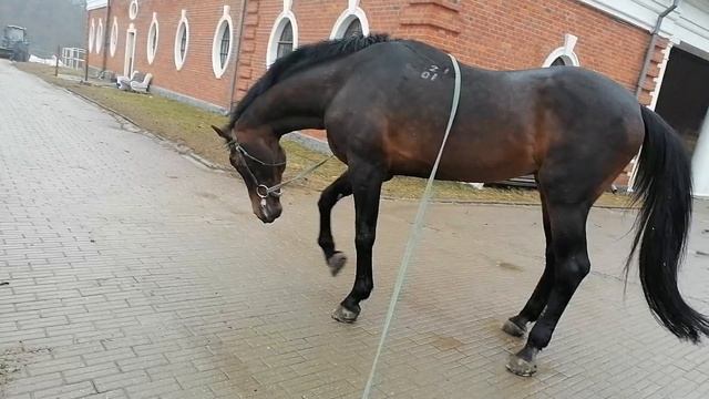 жеребец хочет идти общаться с кобылами, а его не пускают...a (20) смотреть онлайн