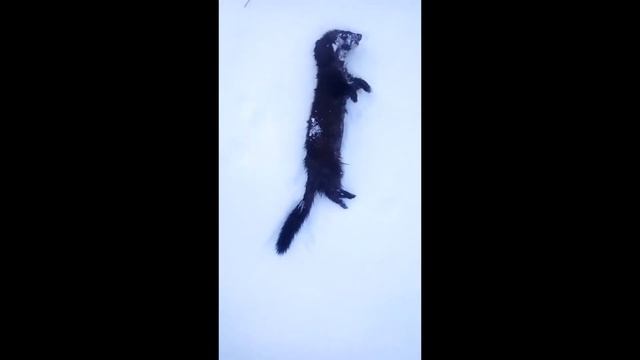 Строительство Питомника смотреть онлайн