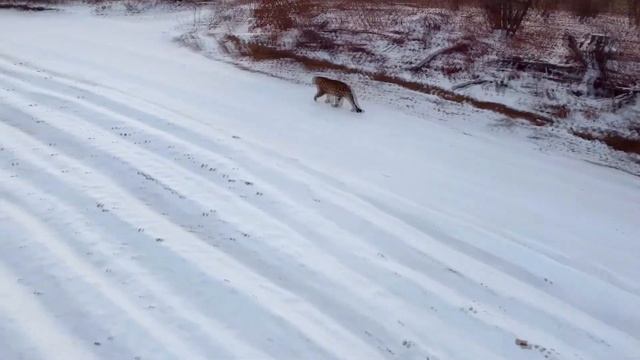 Леопард-путешественник у границы с Китаем смотреть онлайн