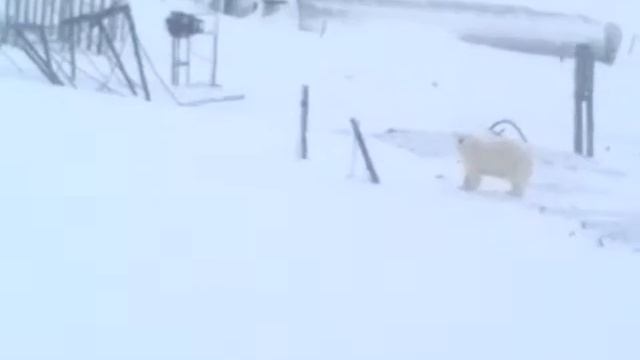 Новая земля п. Белушья губа. Белые медведи)))) смотреть онлайн