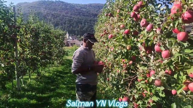 How much money can you earn working for Apple in Italy||Salman YN Vlogs| смотреть онлайн