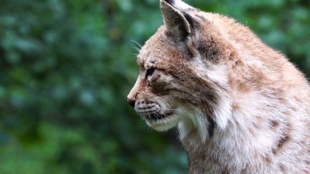 Top 10 Strongest Wild Cats Bite Force смотреть онлайн