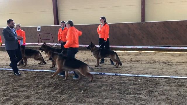 Конкурс питомников: Баларис  / КЧК РОСТОВ-НА-ДОНУ 13 апреля`19 F.Bogoeski Моно