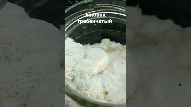 Вырастил ежовик гребенчатый. Самый лучший ноотроп. смотреть онлайн