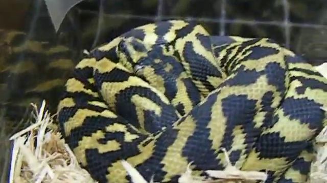 Irian Jaya Jungle Jaguar sibling Carpet Python смотреть онлайн